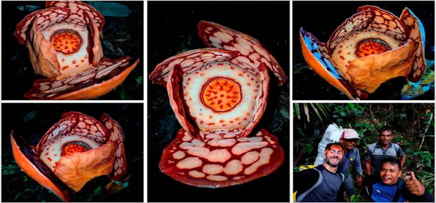 Nama Ilmuwan Indonesia Hilang, Oxford Dikritik soal Rafflesia hasseltii
