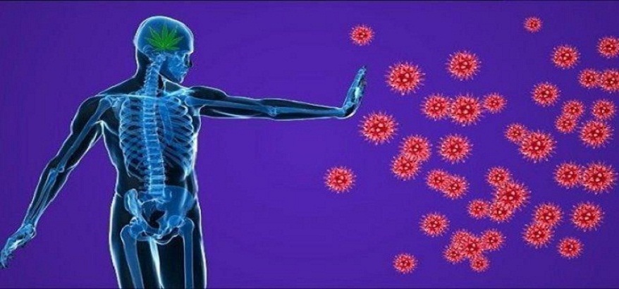 Tips Meningkatkan Imun Tubuh Untuk Mencegah Serangan Virus Corona